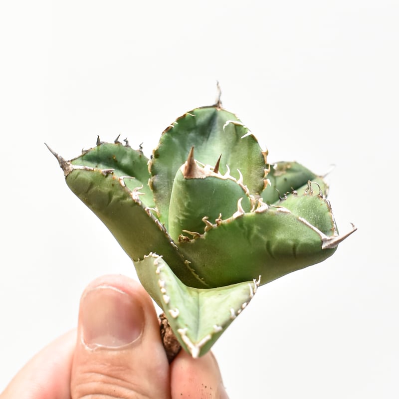 アガベ　チタノタ　レジェンド子株（ダブルヘッド） アガベ チタノタ レジェンド子株（ダブルヘッド） アガベ