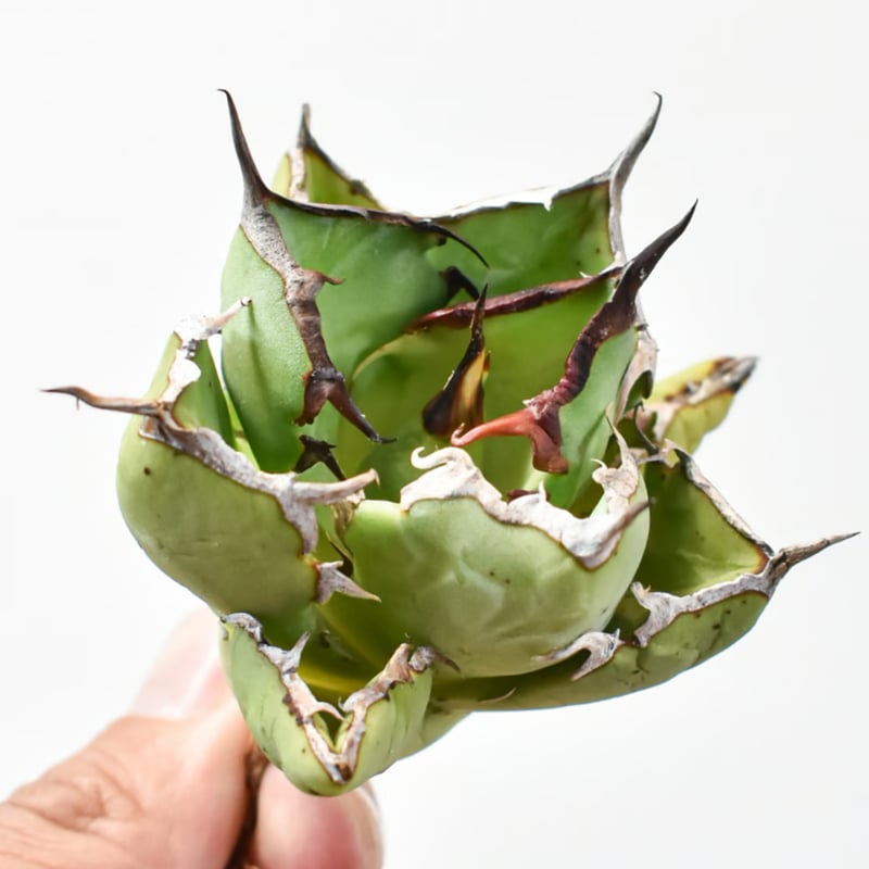 アガベ チタノタ リベレート Style of chika 天芽２頭 アガベ チタノタ リベレート Style of chika 天芽2頭