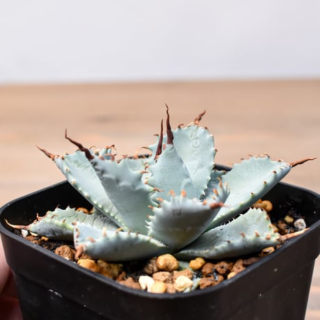 アガベ ハイブリット 日系イシスメンシス×象牙妖炎（陽炎エボリ）【台湾botanical_seeker産】RF25011394