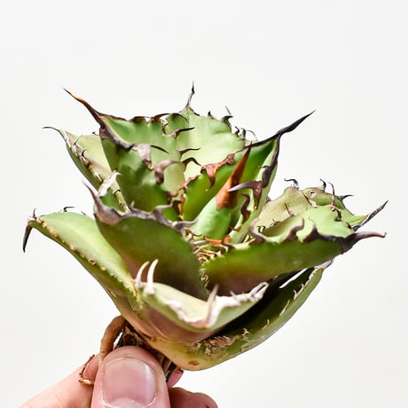 アガベ　大鋼牙 アガベ チタノタ 白排刺 大鋼牙 / Agave titanota 'Chain' #1 |