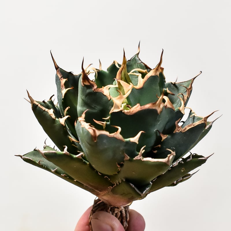 アガベ チタノタ 