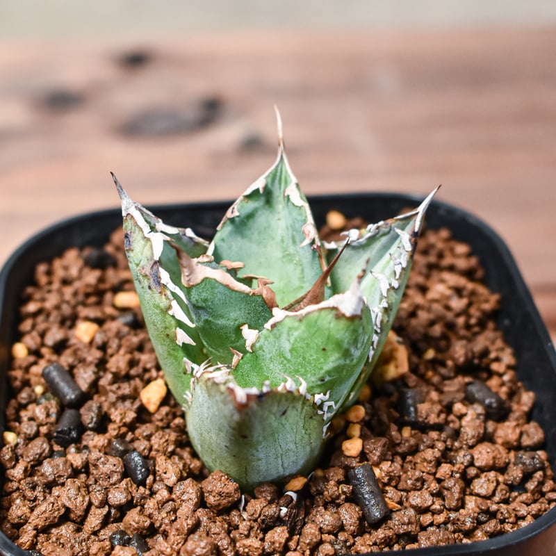 アガベ 狂刺夕映 ソーラーエクリプス多肉植物 観葉植物 アガベ チタノタ ソーラーエクリプス 