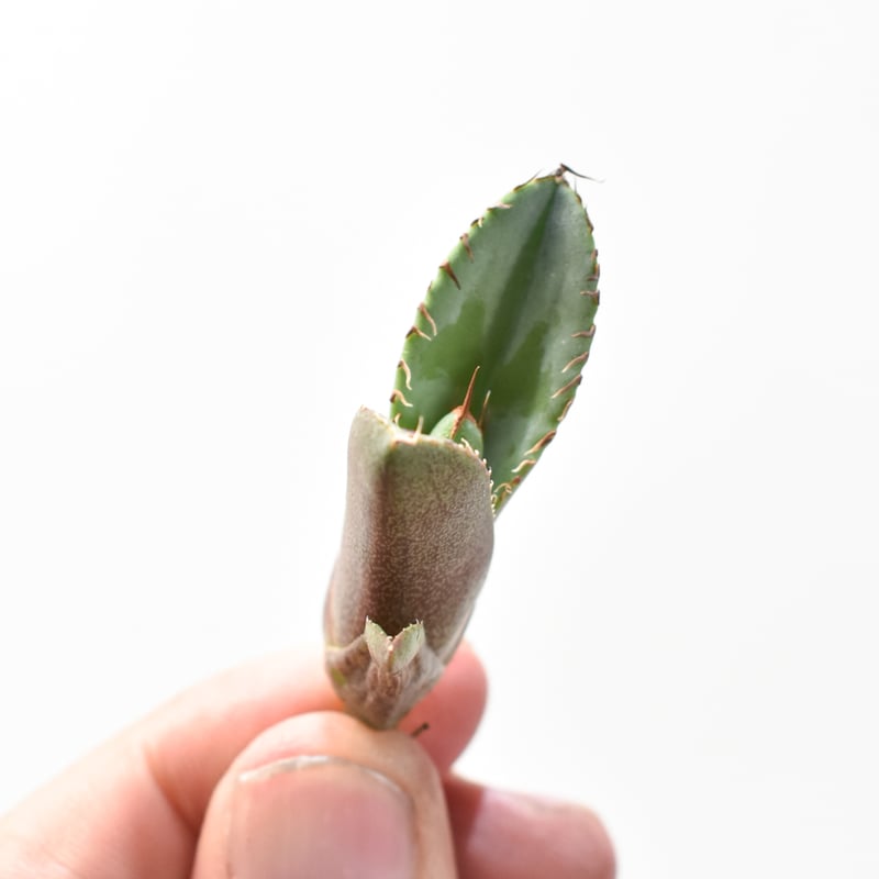 アガベ チタノタ 