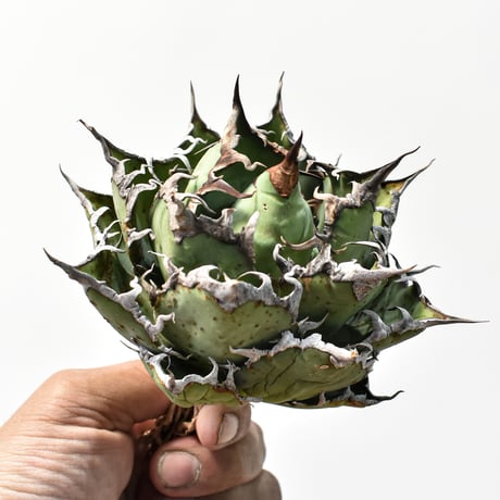 アガベ チタノタ 精品シーザー / 精品凱撒  【台湾 dragon agave産/中株/抜き苗】C97
