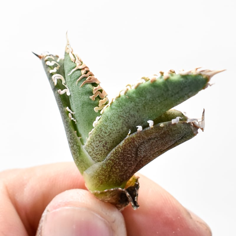 多肉植物アガベ チタノタ 鰐亀超稀少子株
