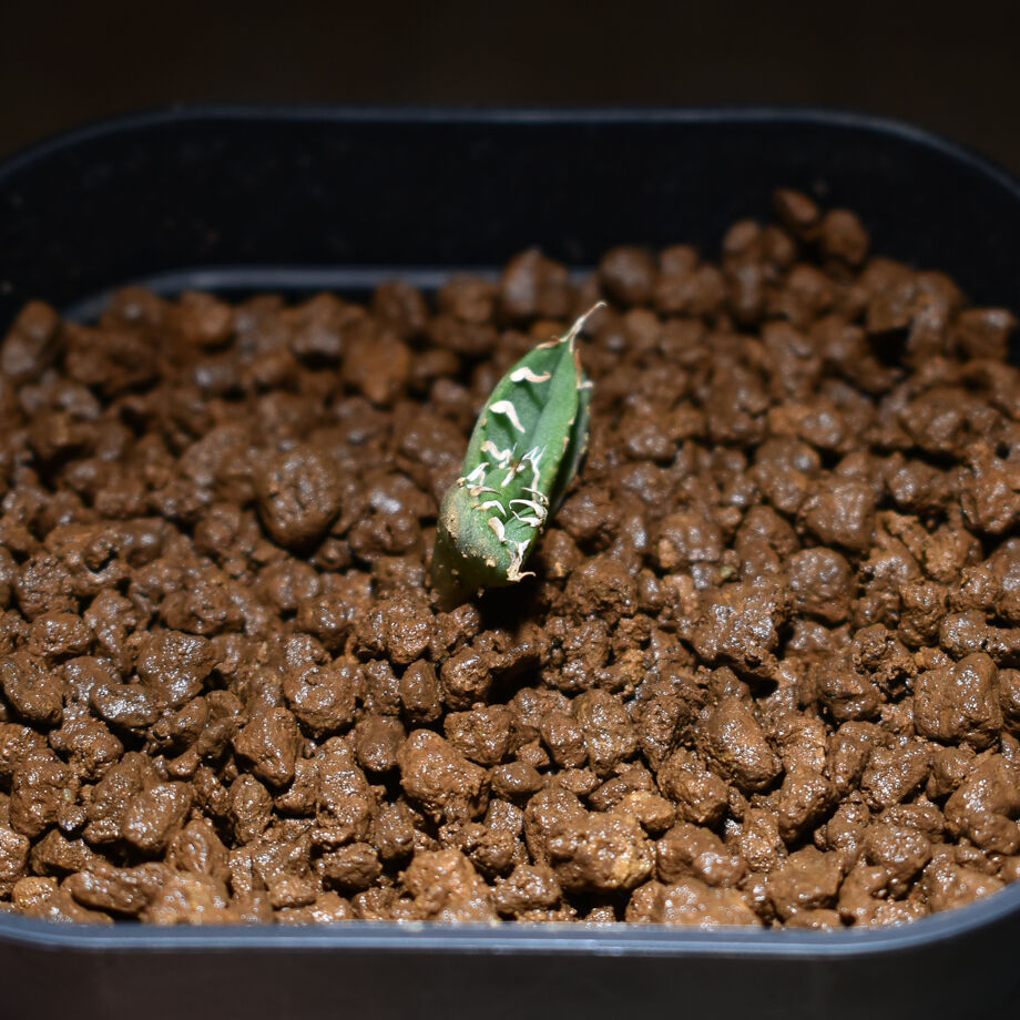 アガベ チタノタ 