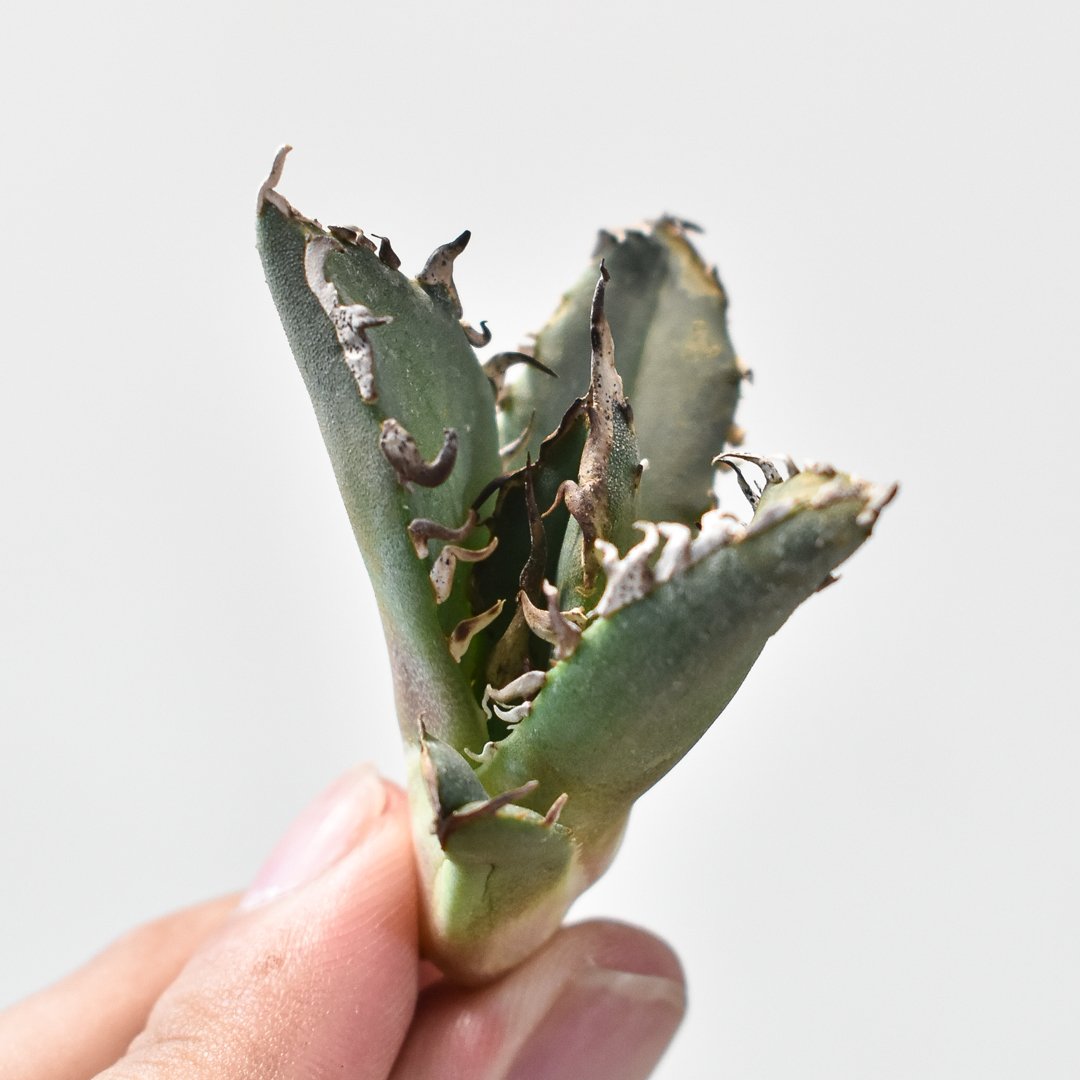 アガベ チタノタ ピカチュウ アガベ チタノタ