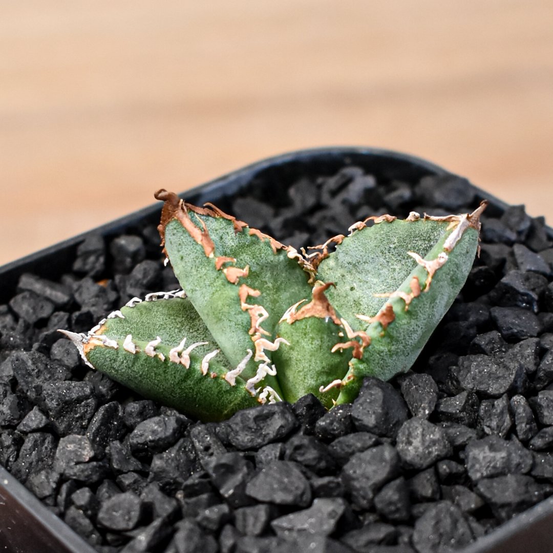 アガベ チタノタ Shi-hao 