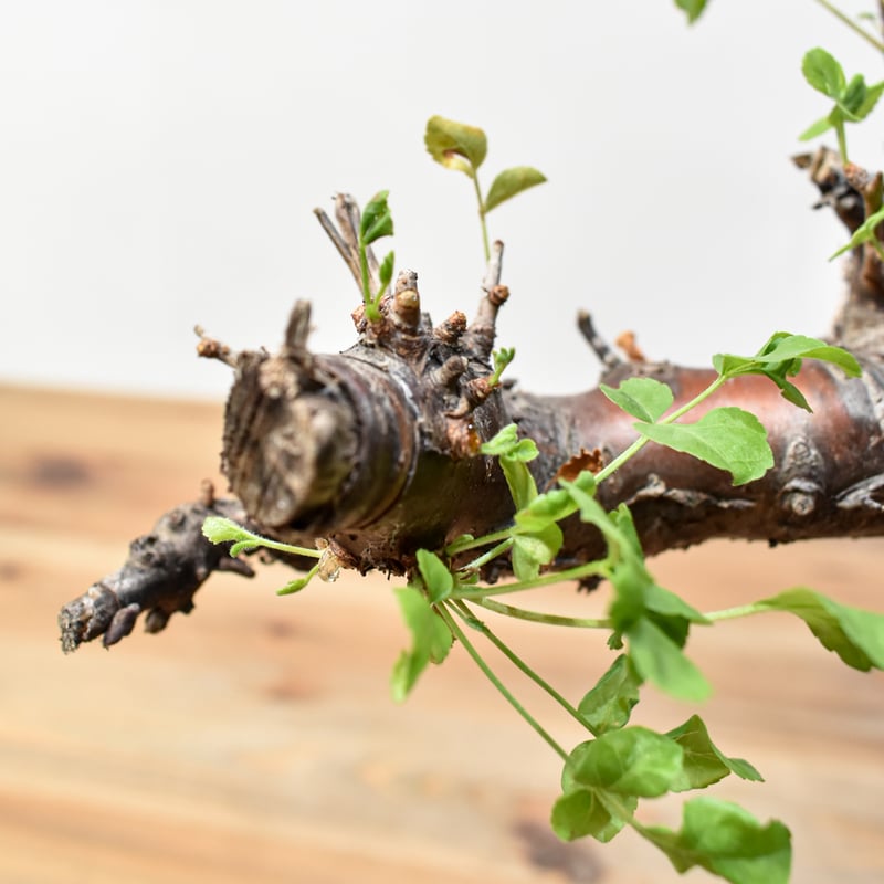 コミフォラ ボラネンシス 【発根済み】HK25010620 | RAFLUM / ラフラム