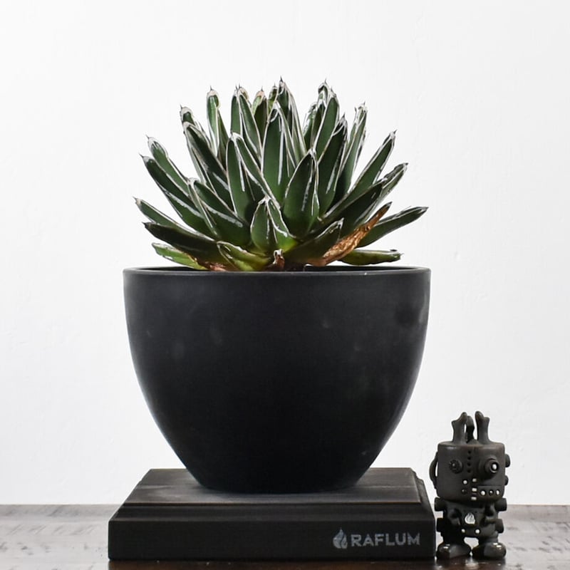 アガベ ビクトリアレジーナ(笹の雪)【大人気！笹の雪！気品あふれる美