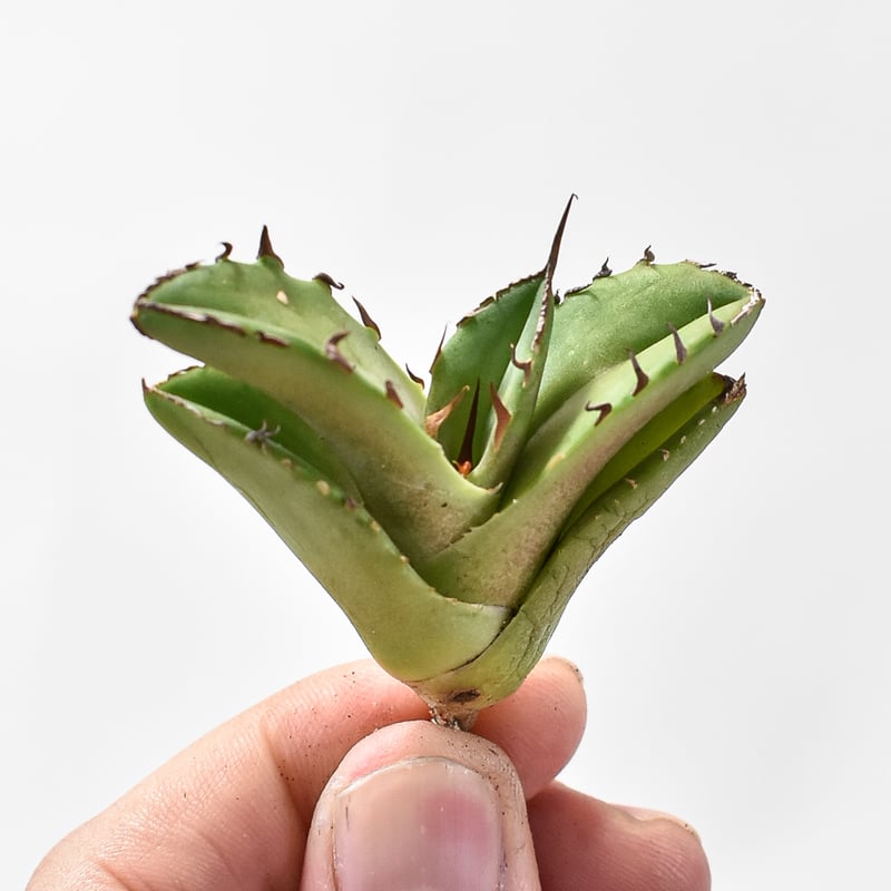 アガベ チタノタ 