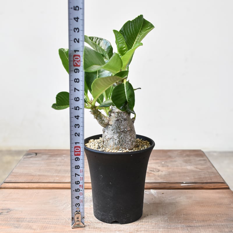 モッシー 9株セット パキポディウムウィンゾリー 国内実生株 9株セット