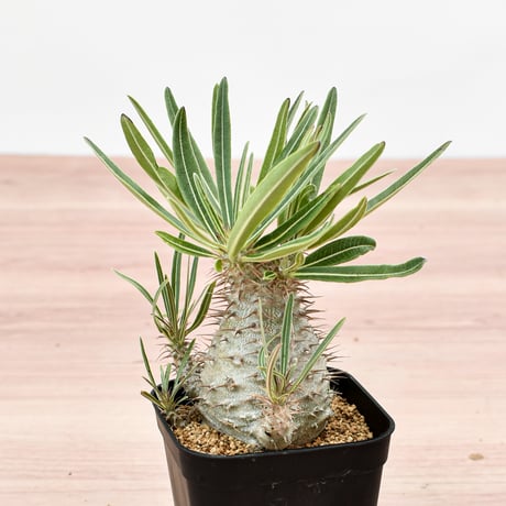 パキポディウム グラキリス  【実生】RFHK-308