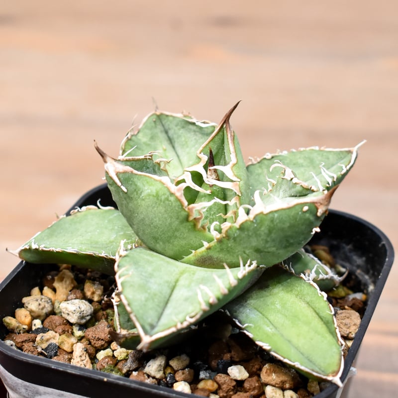 アガベ　リップルエフェクト　子株　発根済み　（極上斑）　オマケ付き　オススメ アガベ リップルエフェクト 子株 （極上斑） オマケ付き オススメ