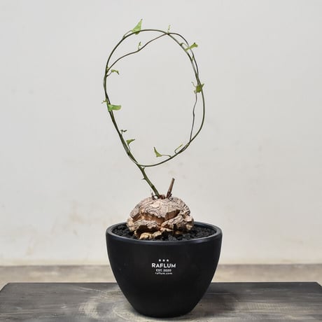 亀甲竜　特大 観葉植物 コーデックス 亀甲竜」の人気商品一覧 | 安い商品を通販