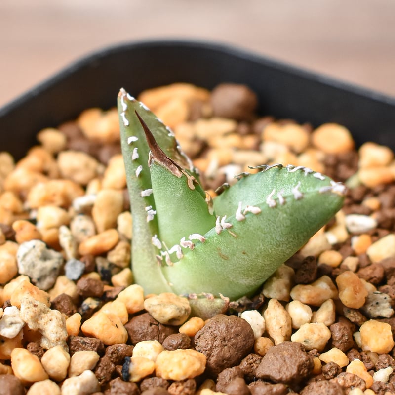 アガベ 　雪豹　子株 アガベ チタノタ 