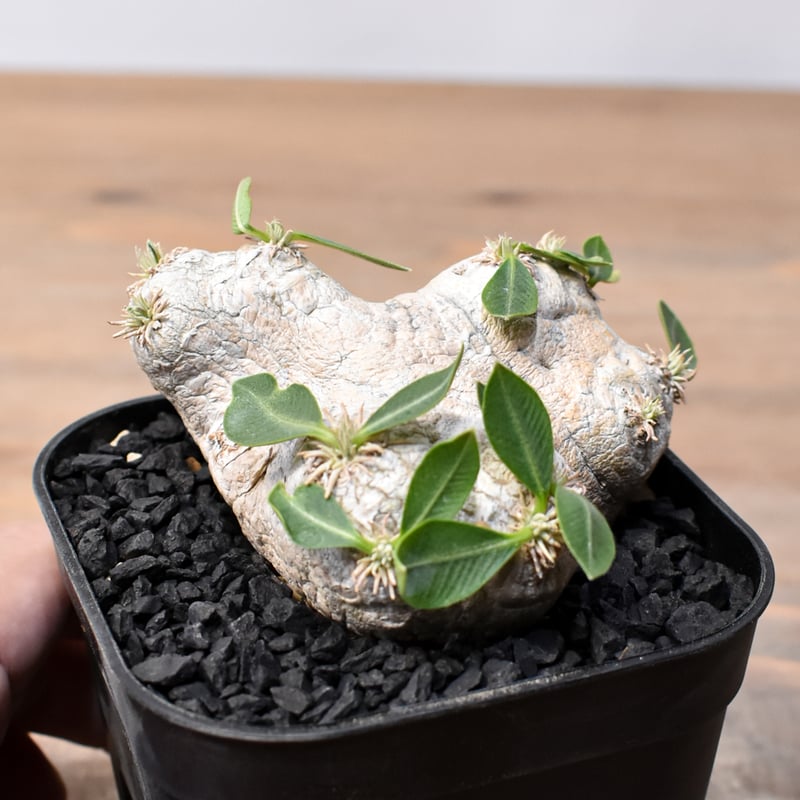 【連休セール】パキポディウム 恵比寿笑い ⑮ パキポディウム 恵比寿笑い | GREEN LUCK