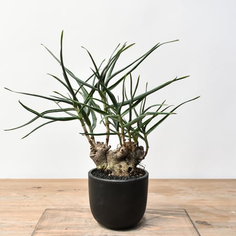 アロエストリアツラ | STORES