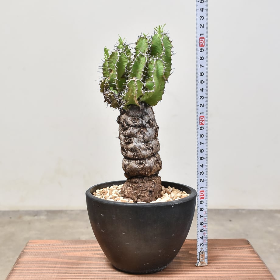 fit=scale-down,w=1200