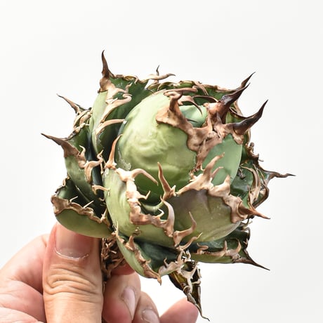【5CLAW】アガベ チタノタ シーザー / 精品凱撒 【台湾 dragon agave産/中株/抜き苗】RFDG25010970