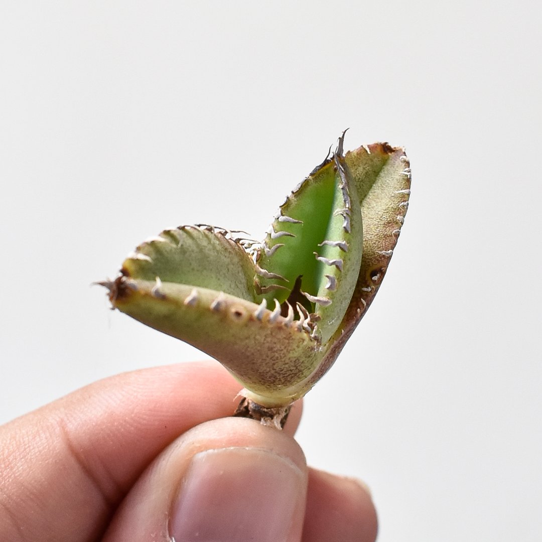 アガベ チタノタ Shi-hao 