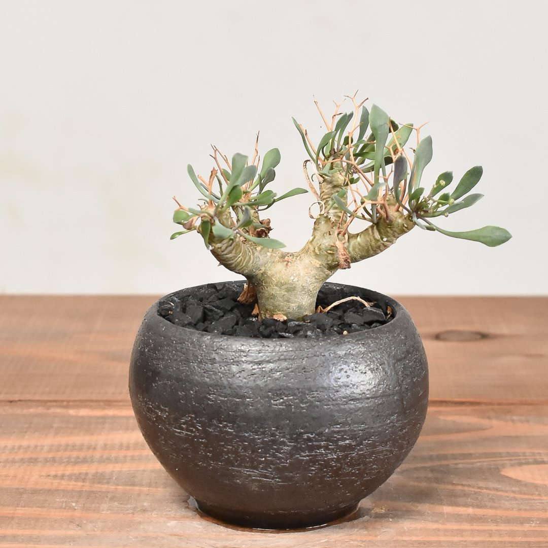 n*m様 オトンナ ユーフォルビオイデス 実生 ② オトンナ・ユーフォルビオイデス 2年半の成長記録 | すごいグリーン