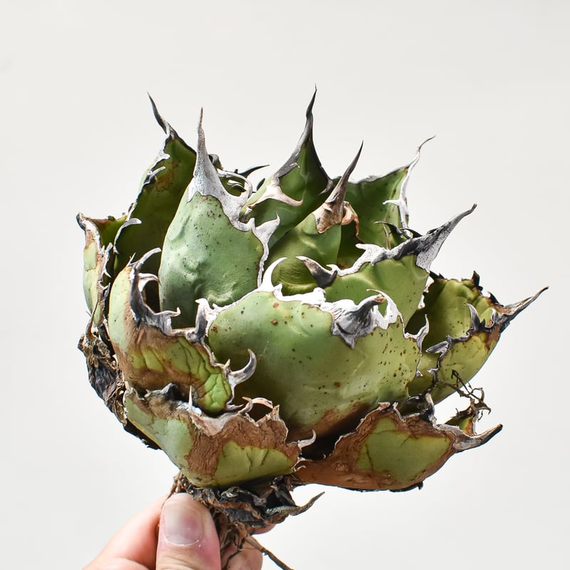 アガベ　白犀　中株　Berlin産　ベルリン アガベ 白犀 中株 Berlin産 ベルリン - メルカリ