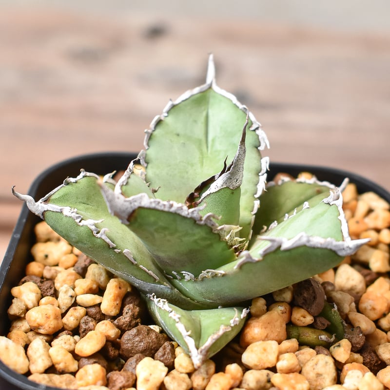 アガベ チタノタ 