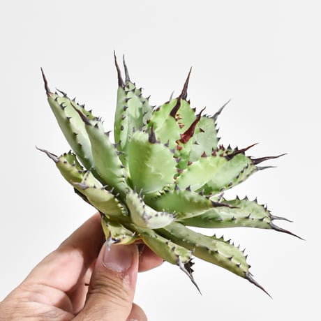 アガベマクロアカンサ | STORES