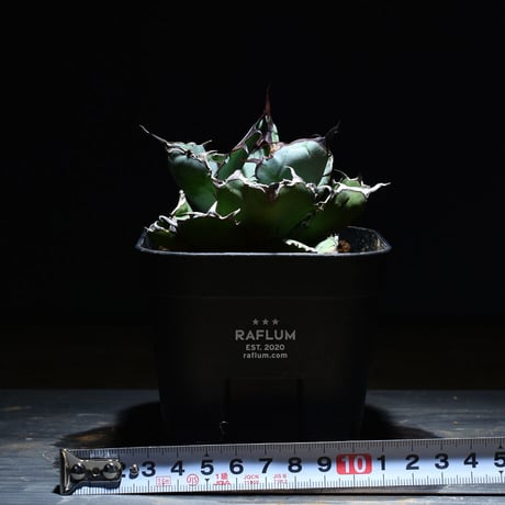 アガベ チタノタ ブラックアンドブルー  "ボールタイプBB"  (発根済み) RF221182