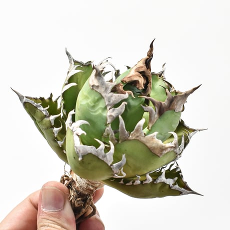アガベ チタノタ "精品レッドキャットウィーズル" / 精品赤猫 , 精品紅猫  【台湾 dragon agave産/中株/抜き苗】576 DGC2411067