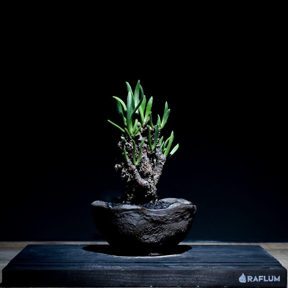 チレコドン ペアルソニー 