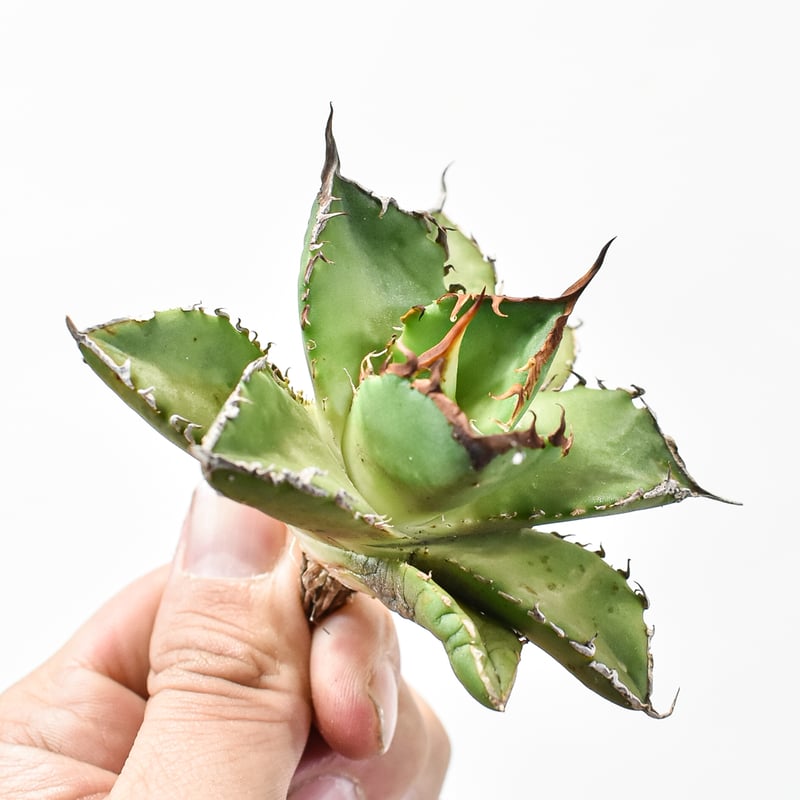 1786 アガベ UFO 台湾輸入仔株 オテロイ agave titanota 1786 アガベ UFO 台湾輸入仔株 オテロイ agave titanota - メルカリ