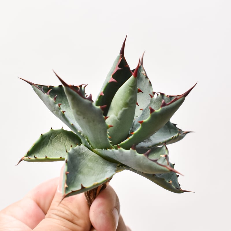 アガベ ハイブリット 曙光 ×（パラサナ、イシスメンシス）【台湾