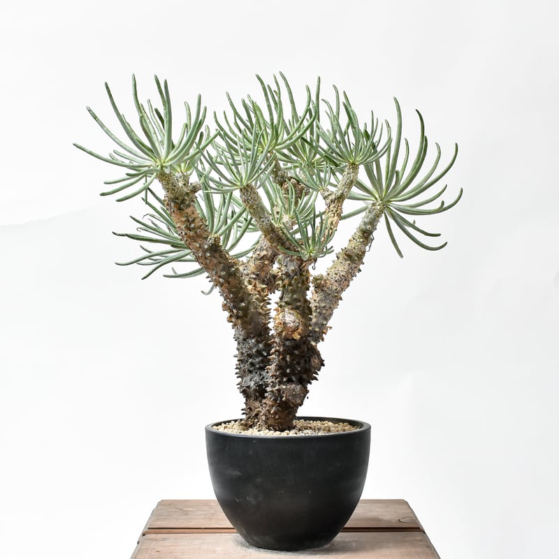 【美形株】 オトンナ カカリオイデス チレコドン ピグマエア ムルチ 美形株】 オトンナ カカリオイデス チレコドン ピグマエア ムルチ 現地