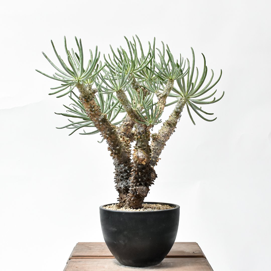 チレコドン カカリオイデス【発根済み】A HK2402700(T) | RAFLUM