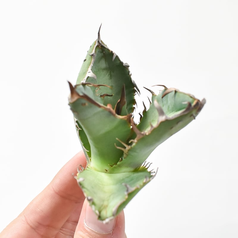 アガベ ハイブリッド カクタスグリーン ネバデンシス×BB 天芽 アガベ ハイブリッド カクタスグリーン ネバデンシス×BB 天芽 アガベ