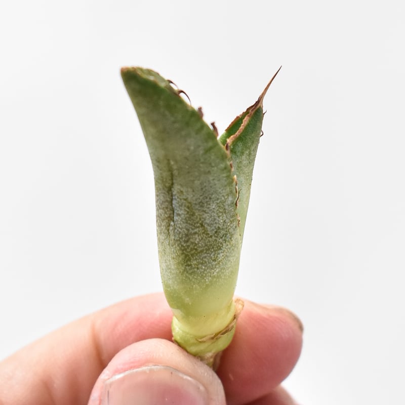 アガべ チタノタ 