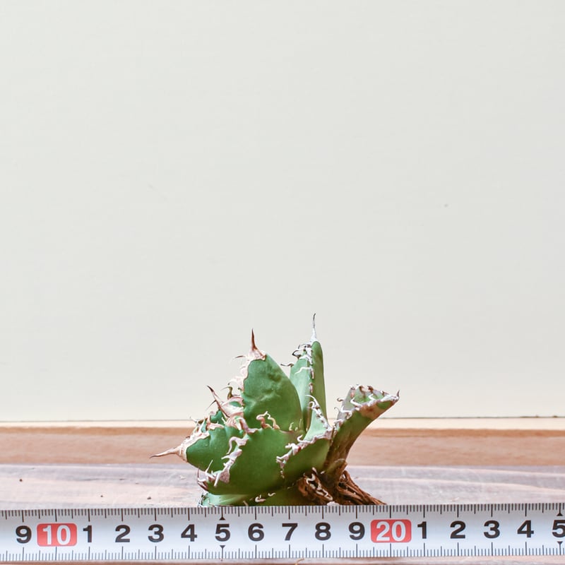 アガベ　チタノタ　ウルヴァリン　親株（子株付き） アガベ チタノタ ウルヴァリン / 金剛狼 【台湾 dragon agave産