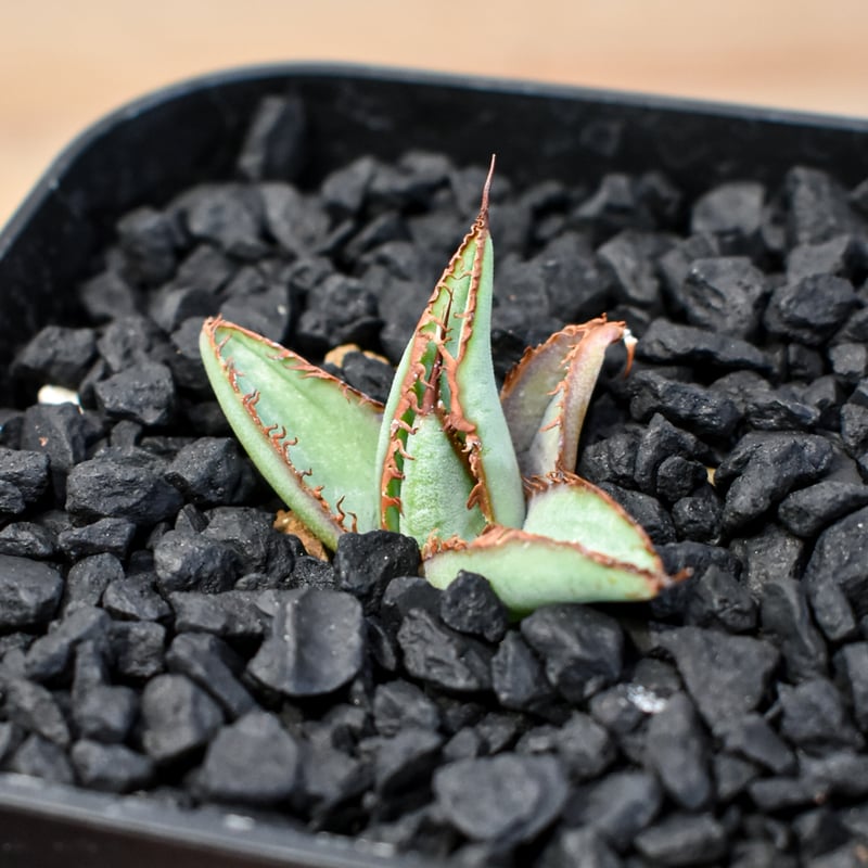 Sacambaya→アガベ　麻花　子株2つセット　発根済み　台湾産 Sacambaya→アガベ 麻花 子株2つセット 発根済み 台湾産