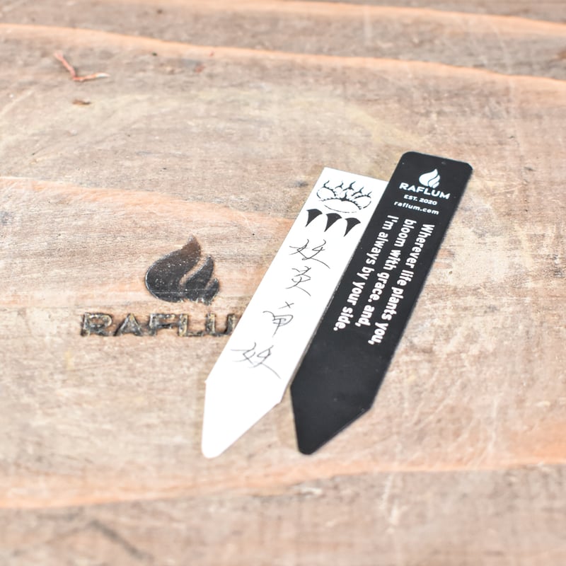 アガベ Dennis hybrid 妖炎X甲妖 /エボリスピナ×（イシスメンシス