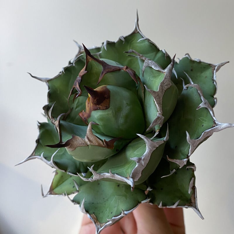 アガベ チタノタ ドワーフ 