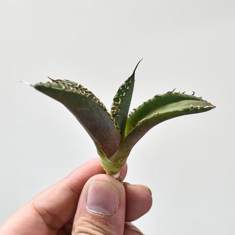 アガベ大鋼牙 | STORES