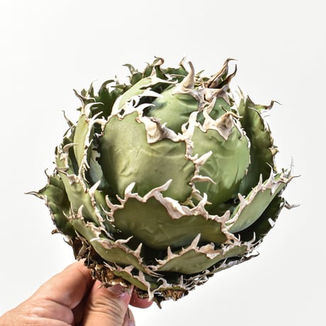 【5CLAW】アガベ チタノタ  フィリグリー"精品 圓葉拇指"【台湾 dragon agave産/抜き苗/中株】RFDG25010927