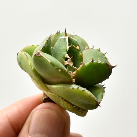 CATEGORY アガベ チタノタ DENNIS達摩 | RAFLUM / ラフラム｜東京、