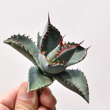 アガベ ハイブリット 曙光 ×（パラサナ、イシスメンシス）【台湾botanical_seeker産】K RF25011582