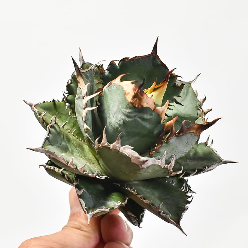 国内実生最高峰】アガベ オテロイ 