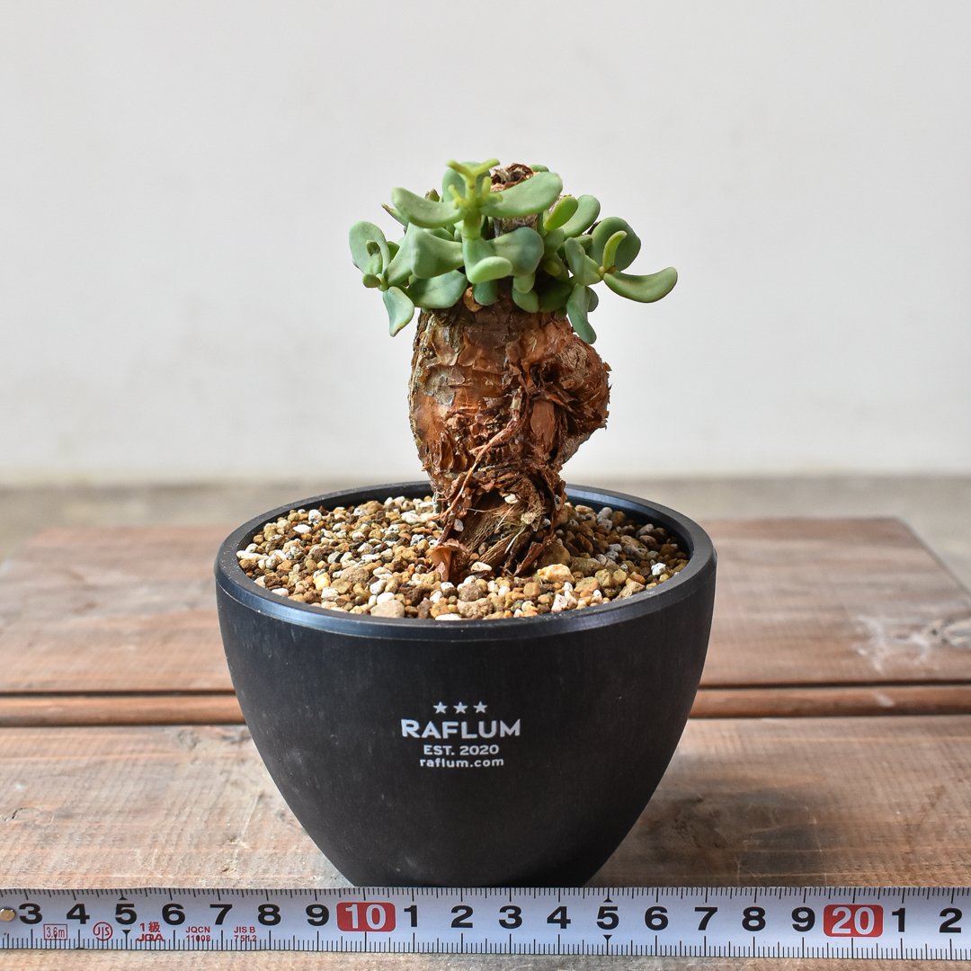 発根済　かなり丸葉　ケラリア　ピグマエア　現地球　グラキリス　ミラビレ フ*ン様 ケラリアピグマエア 実生株 丸葉 丸葉・粒葉は