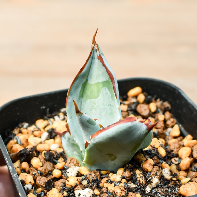 アガベ　ハイブリッド　屈原×雷神　真っ白個体発根済み アガベ ハイブリッド 屈原×雷神 真っ白個体発根済み