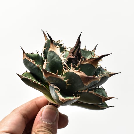 アガベ チタノタ "精品緑犀牛"   【台湾 dragon agave産/中株/抜き苗販売】C19